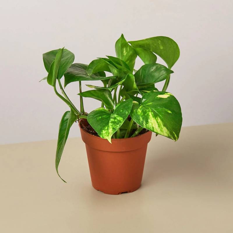 Pothos Golden