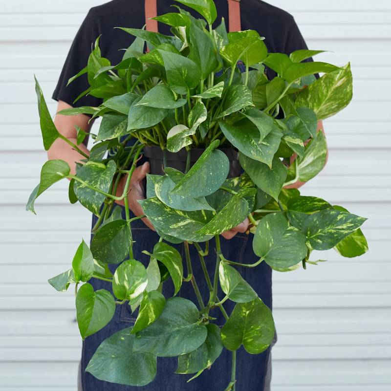 Pothos Golden