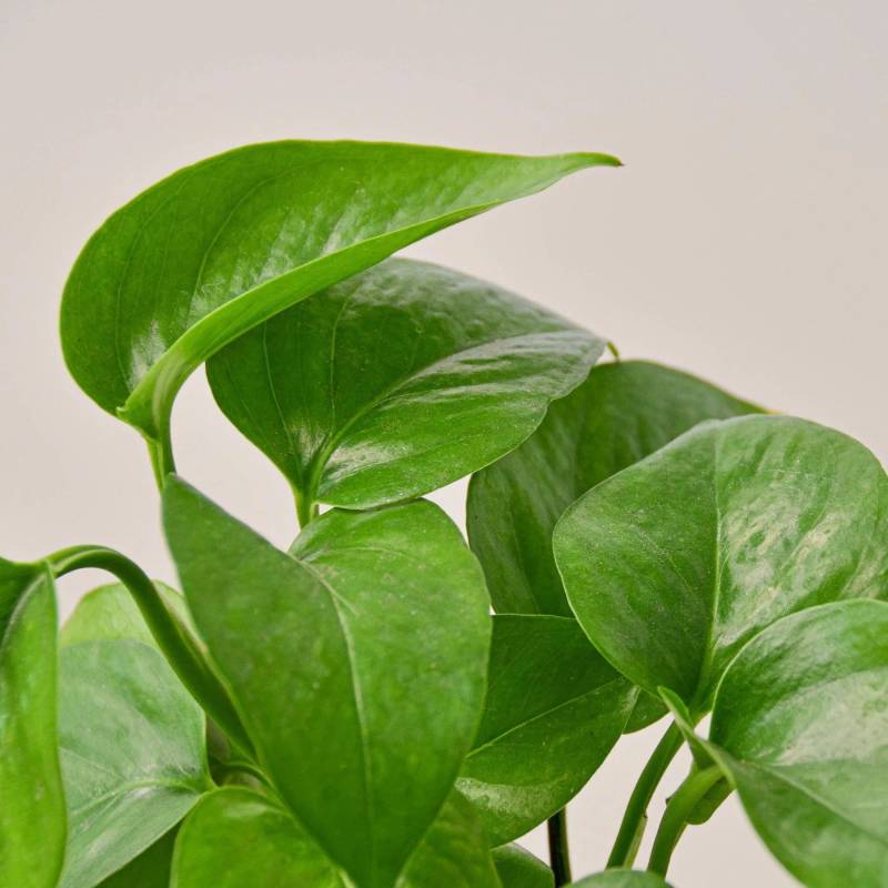 Pothos Green Queen - Image 2