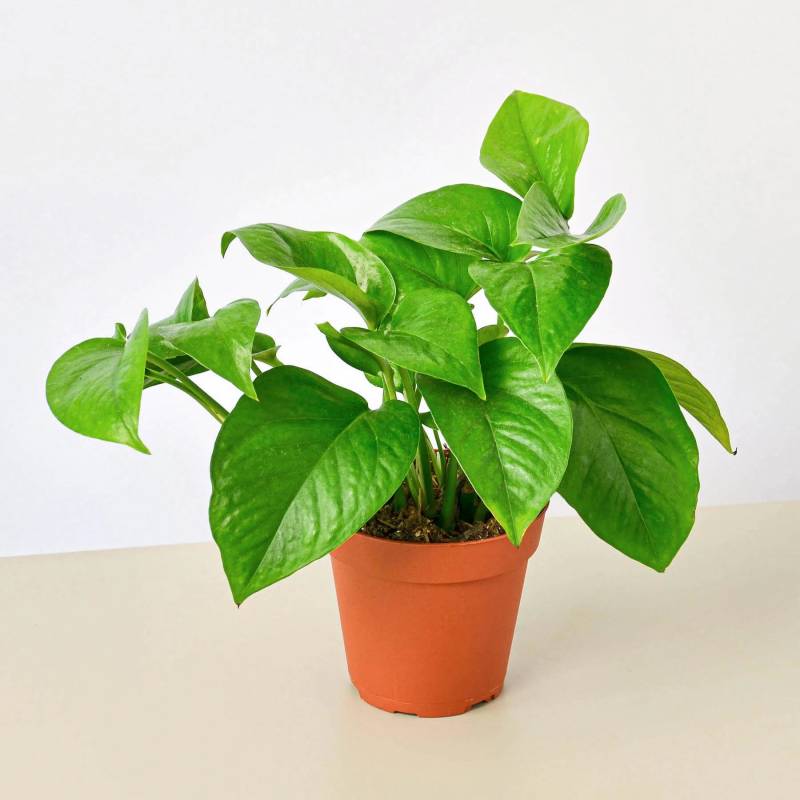 Pothos Green Queen - Image 3