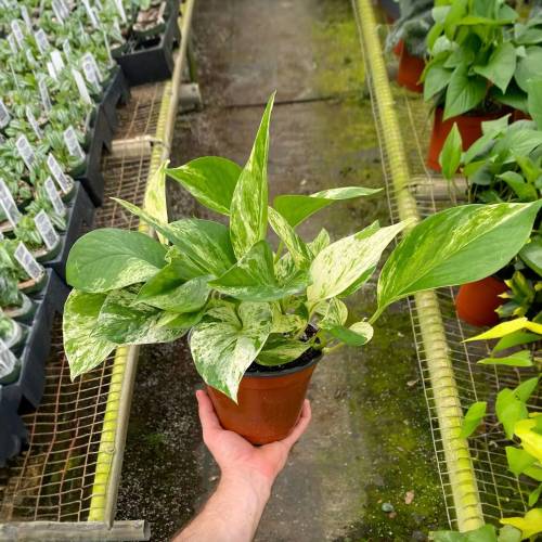 Pothos Marble Queen