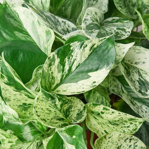 Pothos Marble Queen