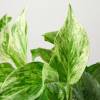 Pothos Marble Queen