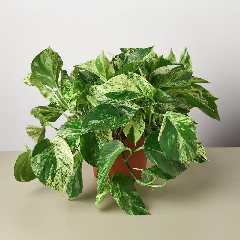 Pothos Marble Queen