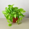 Pothos Neon