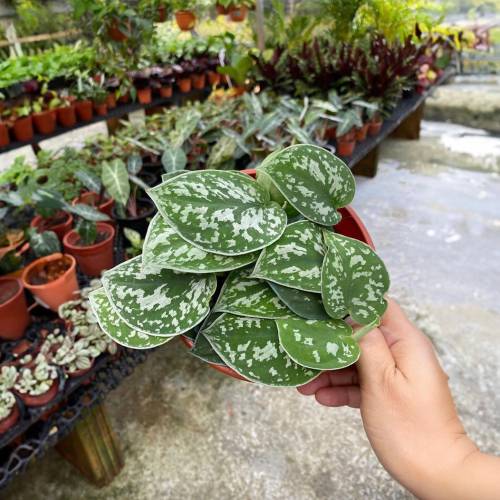 Pothos Satin