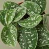 Pothos Satin