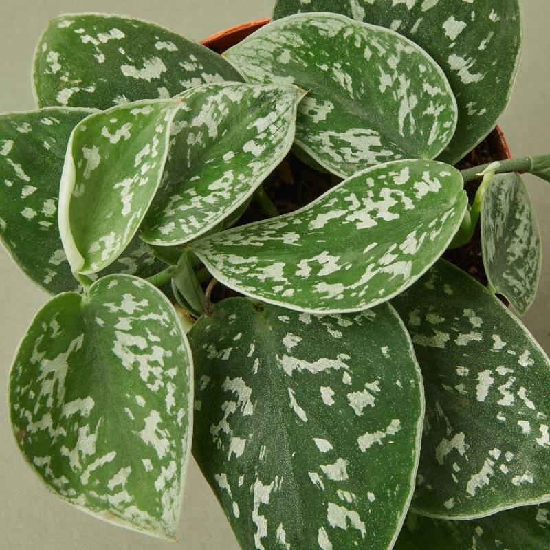 Pothos Satin