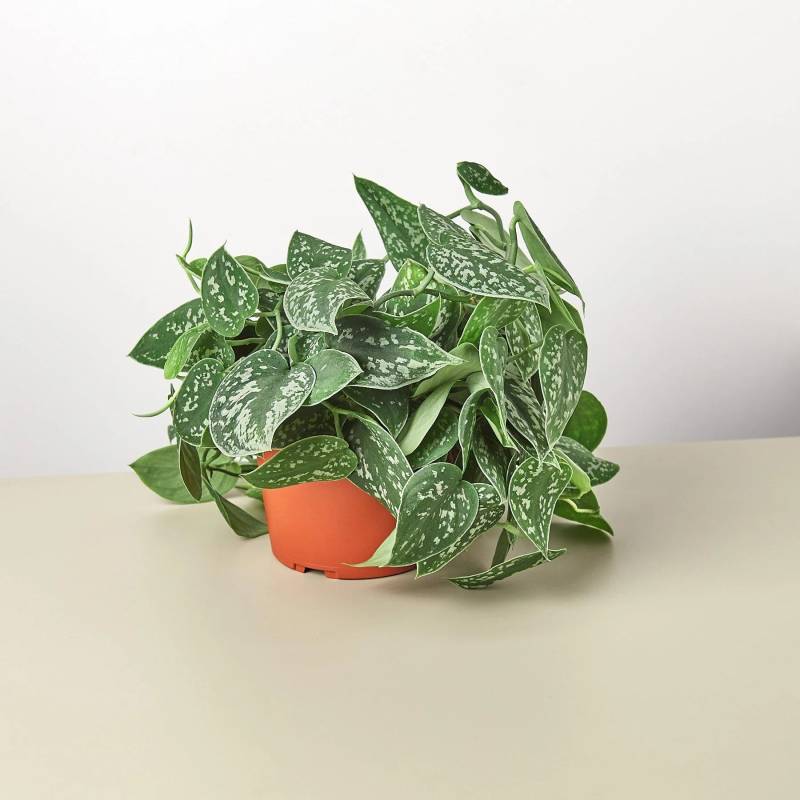 Pothos Satin