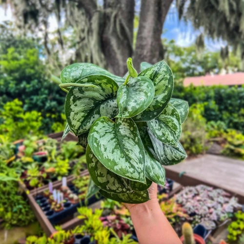 Pothos - Scindapsus Pictus Exotica