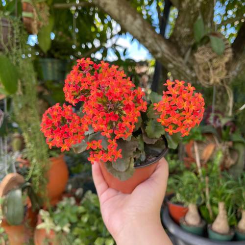 Red Kalanchoe Blossfeldiana