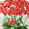 Red Kalanchoe Blossfeldiana