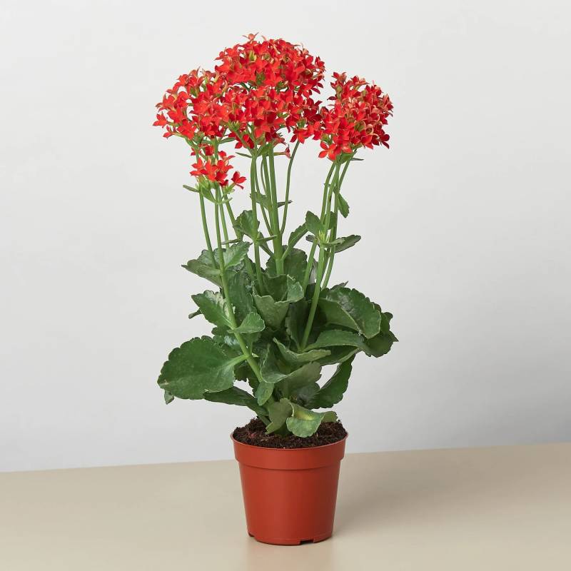 Red Kalanchoe Blossfeldiana