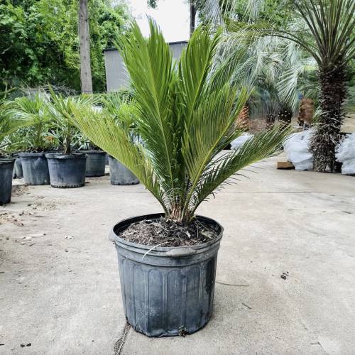 Sago Palm