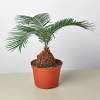 Sago Palm