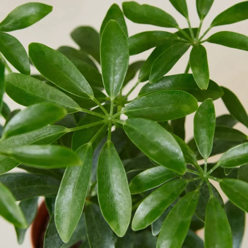 Schefflera Arboricola, Umbrella Tree