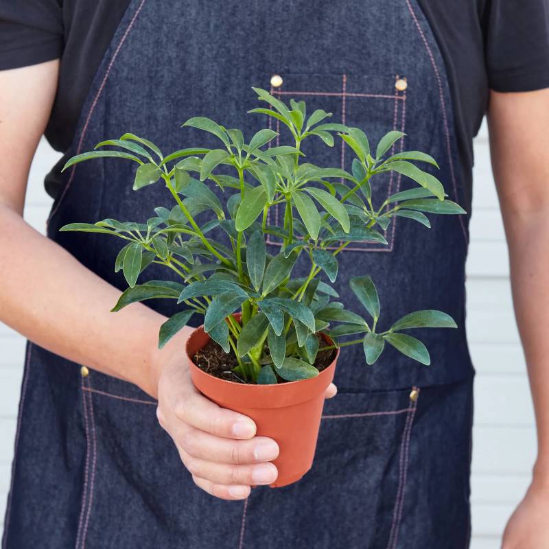 Schefflera Arboricola, Umbrella Tree