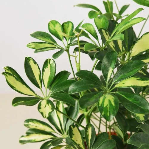 Schefflera Arboricola Variegated, Umbrella Tree