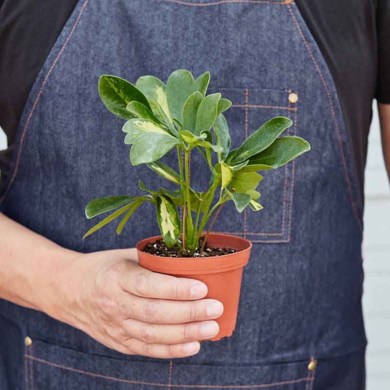 Schefflera Arboricola Variegated, Umbrella Tree