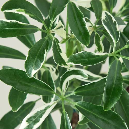 Schefflera Moonlight, Umbrella Tree