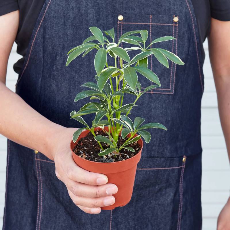 Schefflera Moonlight, Umbrella Tree