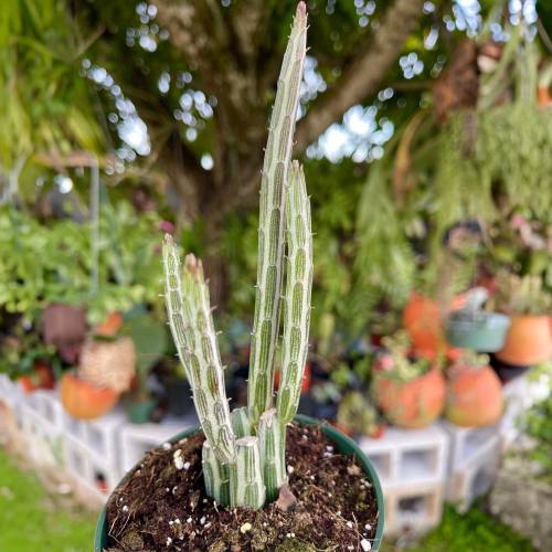 Senecio Stapeliiformis Pickle Plant