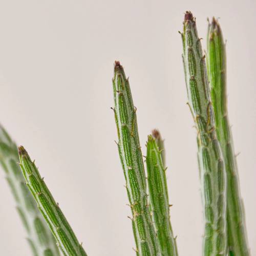 Senecio Stapeliiformis Pickle Plant