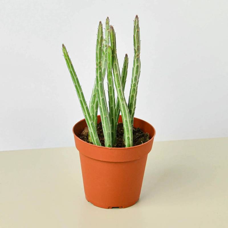 Senecio Stapeliiformis Pickle Plant