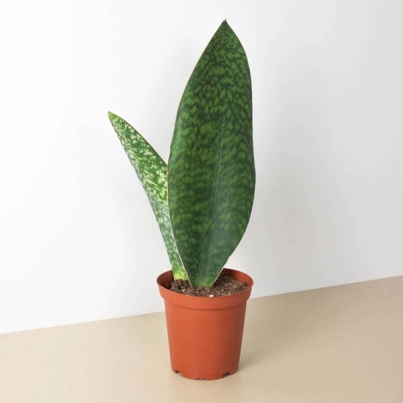 Shark Fin Snake Plant