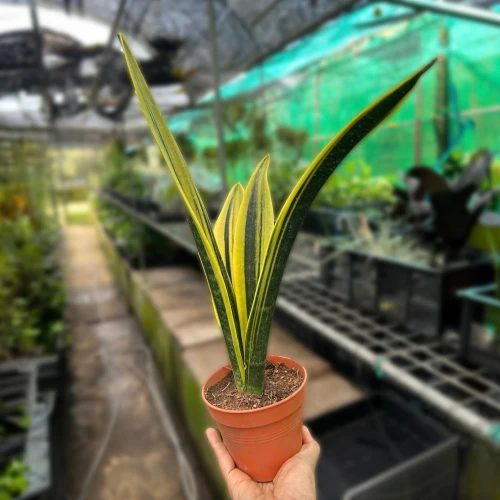 Snake Plant Gold Flame