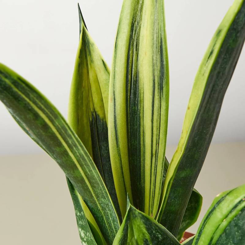 Snake Plant Gold Flame