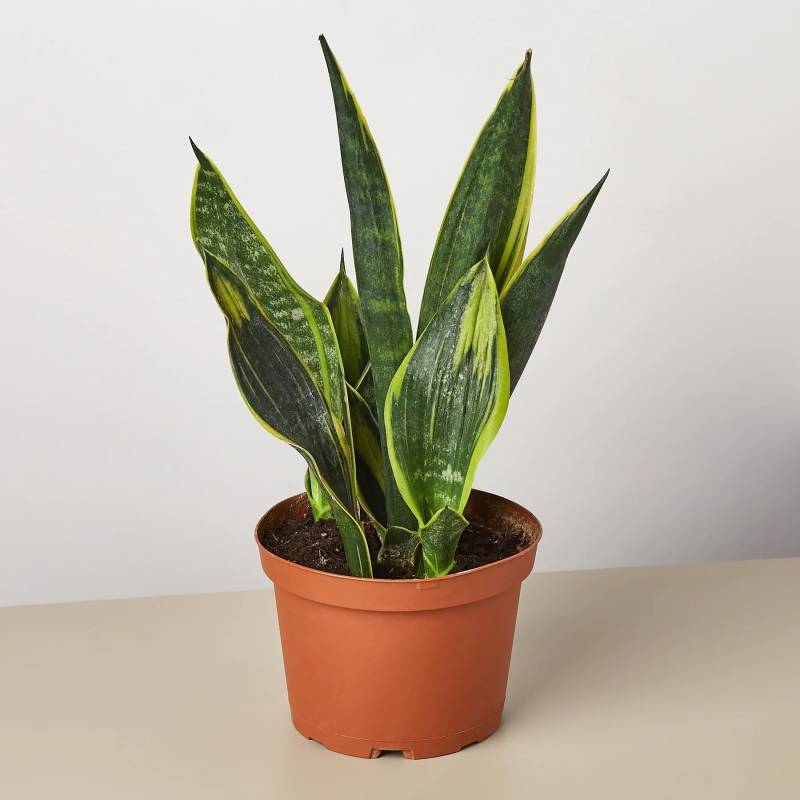 Snake Plant Gold Flame