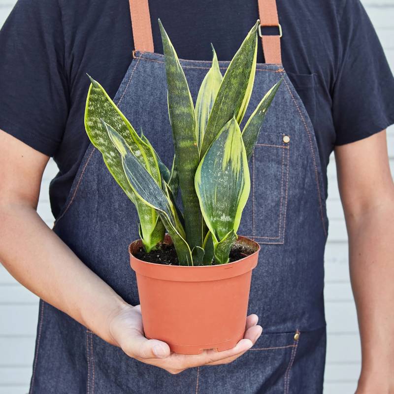 Snake Plant Gold Flame