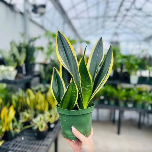 Snake Plant Black Gold