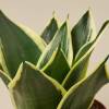 Snake Plant Black Gold