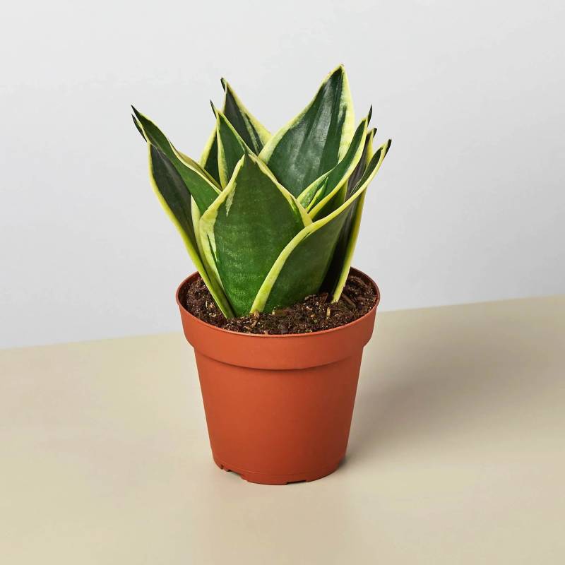 Snake Plant Black Gold