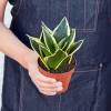 Snake Plant Black Gold