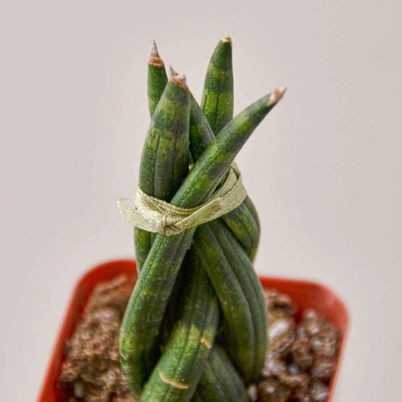 Snake Plant Braided