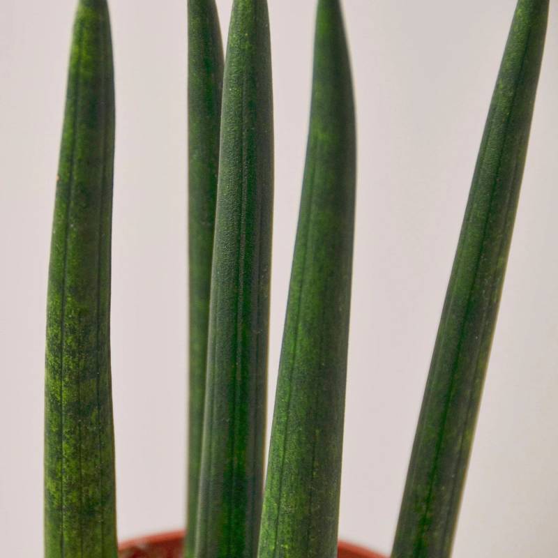 Snake Plant Cylindrica