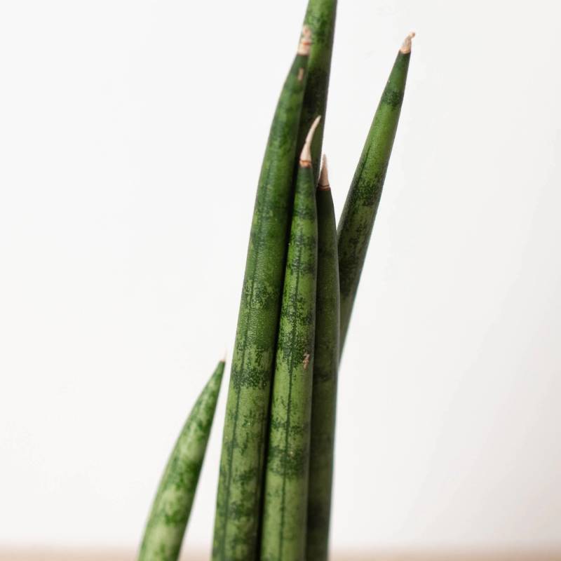 Snake Plant Cylindrica