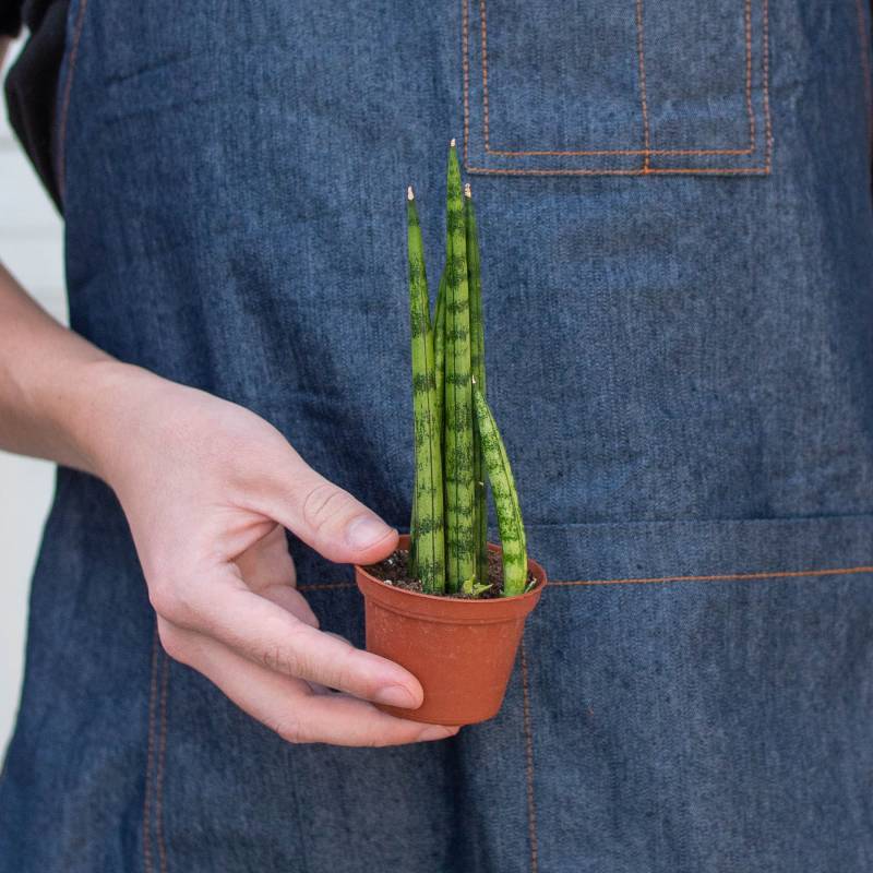 Snake Plant Cylindrica