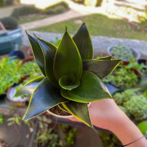 Snake Plant Emerald Star