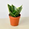 Snake Plant Emerald Star