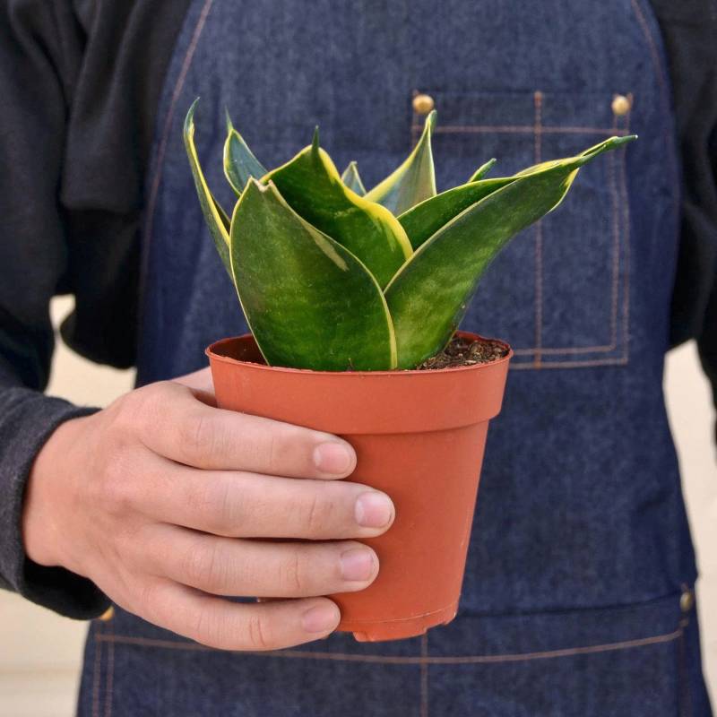 Snake Plant Emerald Star