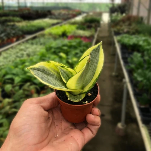 Snake Plant Gold Hahnii