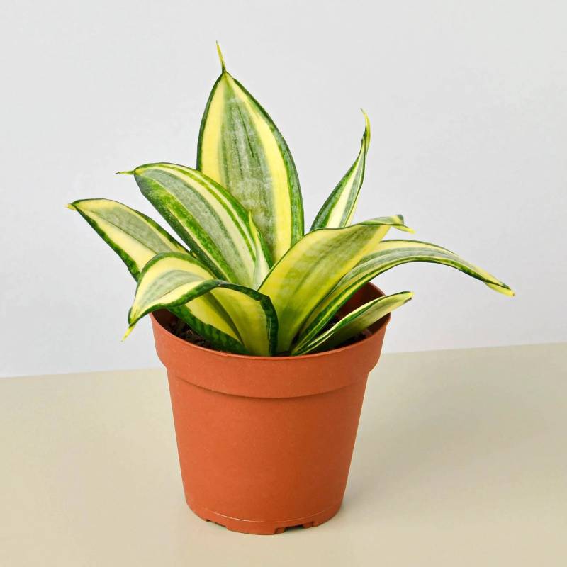 Snake Plant Gold Hahnii