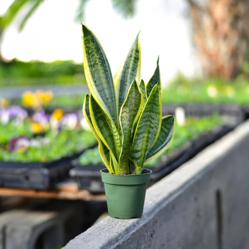 Snake Plant Laurentii