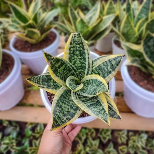 Snake Plant Laurentii Dwarf