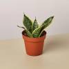 Snake Plant Laurentii Dwarf