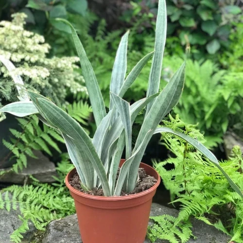 Snake Plant Sayuri